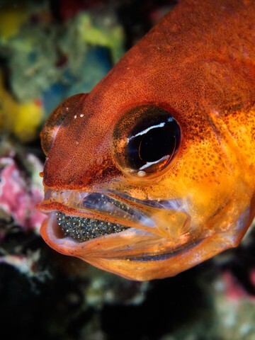 Cardinalfish male incubates its progeny inside its mouth